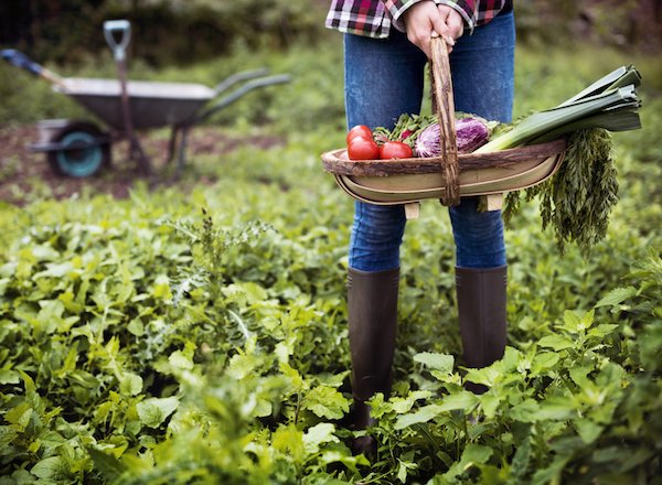 conseils premier jardin potager