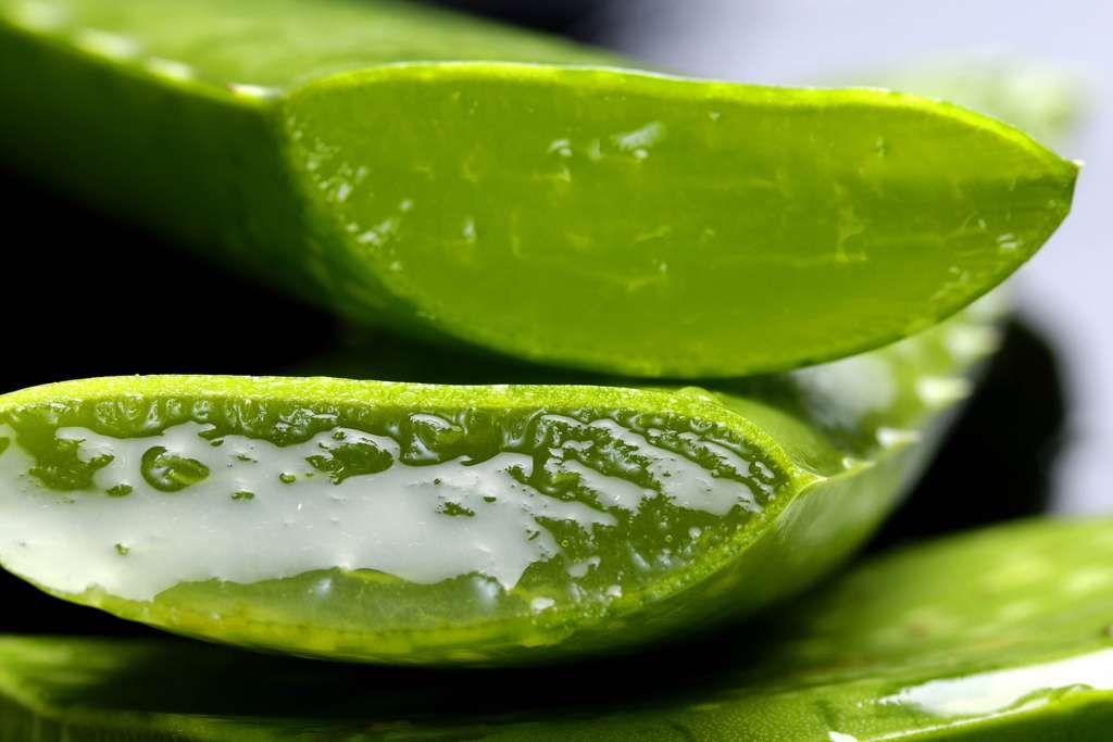 aloe vera cassée en deux