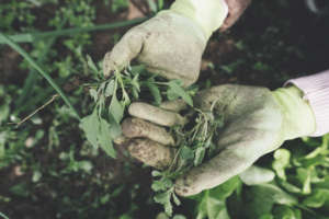 gants jardinage