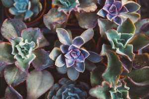 plantes grasses jardin