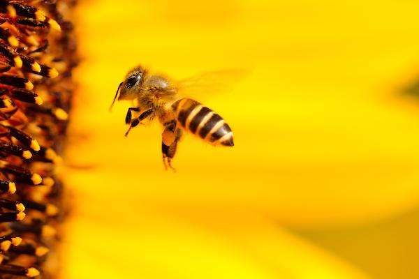 abeille fleur pétales jaunes
